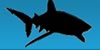 Save our Sharks