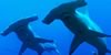 Saving Sharks