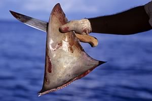 shark finning process